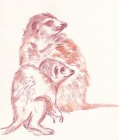 Meerkats & Maroon